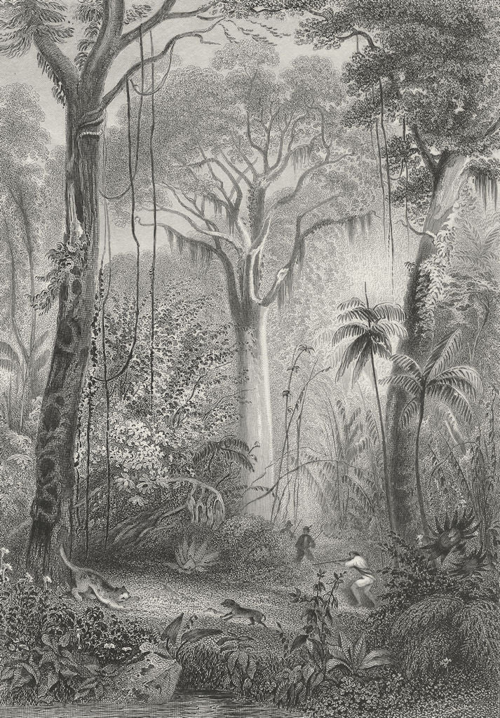 BRAZIL. ian Forest. Rhind Flora Fauna Man shooting 1855 old antique print